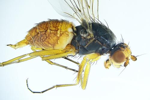 Réf. 302 044 : Tephrochlamys rufiventris